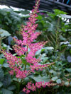 Rheinland Hybrid Astilbe